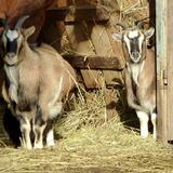 Δύο νεαρά αδέλφια πίσω από τη ζωοκλοπή στην Κριτσά