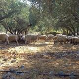Κτηνοτρόφοι: Παγκρήτιο συλλαλητήριο μέσα στο καλοκαίρι για δασικά και πληρωμές