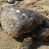 Επιστρέφει στη θάλασσα η μικρή Caretta caretta που διασώθηκε στις Κάτω Γούβες