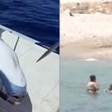 Διαψεύδει την επίθεση λαγοκέφαλου σε λουόμενη ο Δήμος Βάρης Βούλας Βουλιαγμένης