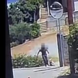 Κτηνωδία στο Άστρος: Σκύλος βρέθηκε νεκρός σε κάδο απορριμμάτων με σύρμα στο λαιμό - Δείτε βίντεο