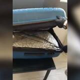 Ηράκλειο: Διεθνές κύκλωμα πίσω από τη… βαλίτσα με τα 20 κιλά χασίς - Το κινητό της 22χρονης transporter «μιλάει» - Βίντεο 