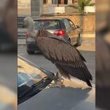 Νεάπολη: Αίσθηση και αντιδράσεις για τον γύπα που στεκόταν σε καπό αυτοκινήτου 