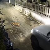 Κέρκυρα: Πάτησε με το αυτοκίνητο σκύλο που κοιμόταν στον δρόμο - Συνελήφθη ο οδηγός (σκληρό video)