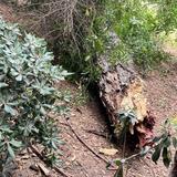 Ρέθυμνο: Πτώση μεγάλου κλαδιού από δέντρο στον Δημοτικό Κήπο!