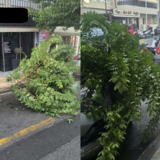 Ηράκλειο: Μεγάλο κλαδί δέντρου έπεσε σε τέντα καταστήματος - Δείτε βίντεο και φωτογραφίες