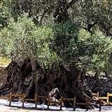 Ένα ζωντανό μνημείο της Κρητικής γης στο Καβούσι! (βίντεο)