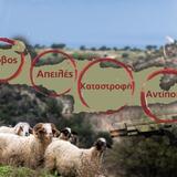 Λασίθι: Από "αμούστακο αγόρι" στον... πυρήνα των αποφάσεων για τις ζωοκλοπές