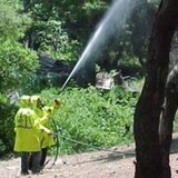 Ηράκλειο: Ολοκληρώθηκαν οι ψεκασμοί για δακοκτονία