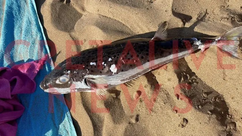 lagokefalos karteros logo