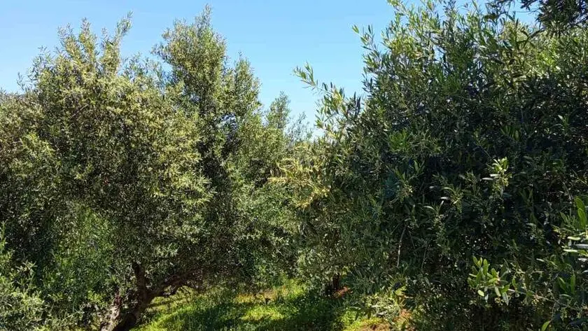 https://www.cretalive.gr/sites/default/files/styles/tw_main_image_840x473/public/2026-04/elies-profitis1.webp?itok=dkRaFUvu
