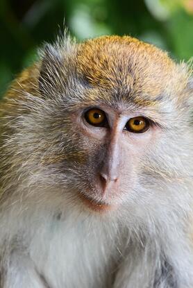 Επιστήμη-Βιολογία: Μαϊμούδες αυτοθεραπεύουν τις στομαχικές διαταραχές, τρώγοντας χώμα