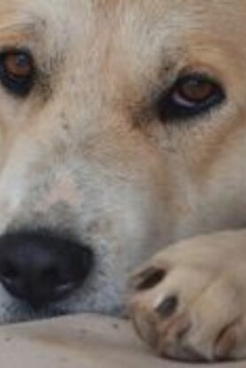 Η πρώτη συστηματική καταγραφή δαγκωμάτων από σκύλους στην Ελλάδα