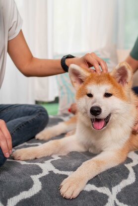 Το κατοικίδιο που αποτελεί πολύτιμο δώρο για την ψυχική υγεία των εφήβων