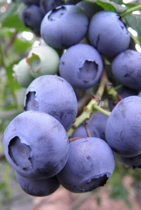 Η εκρηκτική αντιοξειδωτική δύναμη των blueberries
