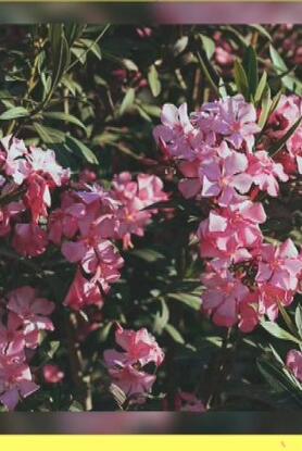 Τοξικότητα και κίνδυνοι από το φυτό πικροδάφνη