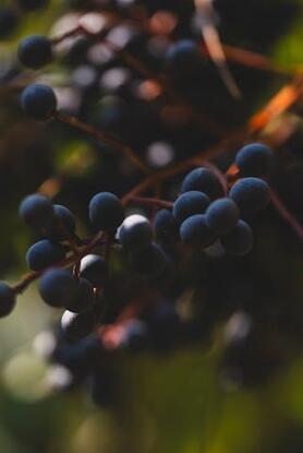 Τι μπορούν και τι δεν μπορούν να κάνουν τα elderberries για την υγεία σας